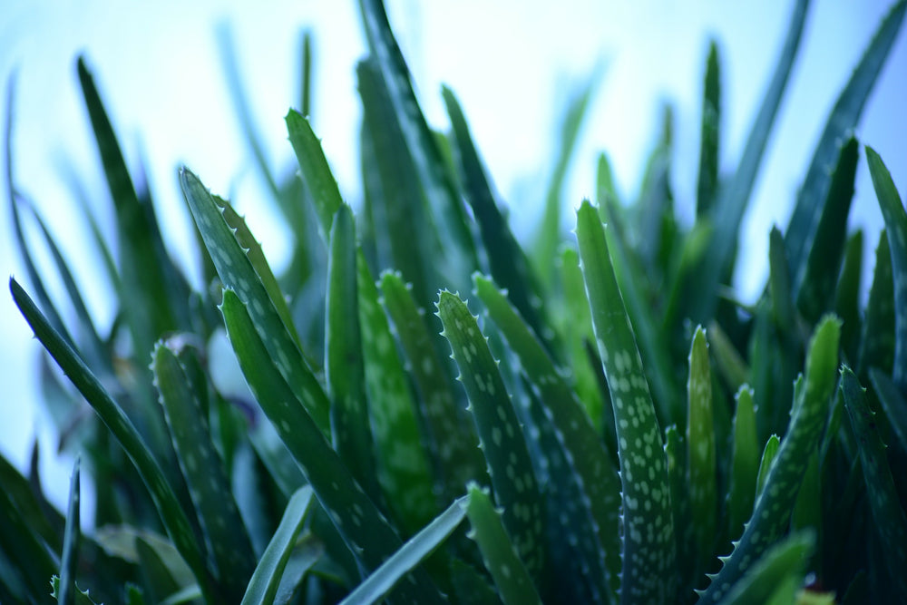 LAVAL, ALoevera benefits, moisturizing, skin burn, sun burn, inflammation 