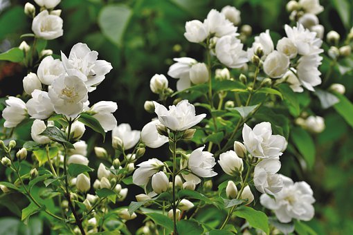 best benefits of mogra/jasmine flower on skin and hair, laval cotton candy cleanser, laval face and body mist, laval face pack