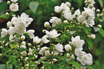 best benefits of mogra/jasmine flower on skin and hair, laval cotton candy cleanser, laval face and body mist, laval face pack
