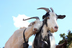 healthy benefits of goat milk on hair, skin and body. Laval, skincare